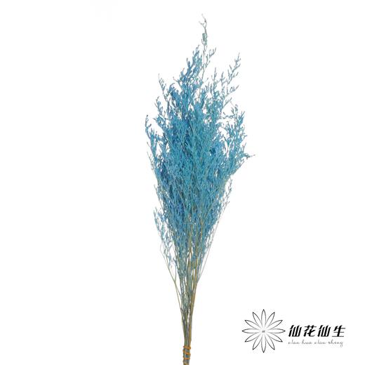 永生花材 | 情人草蓝色 商品图1
