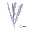 永生花材 | 桔叶蓝紫 商品缩略图1