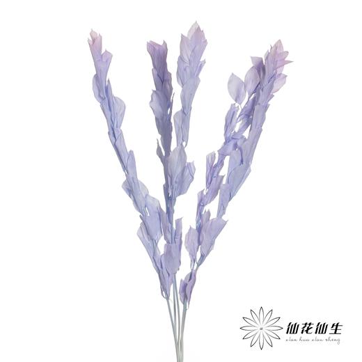 永生花材 | 桔叶蓝紫 商品图1