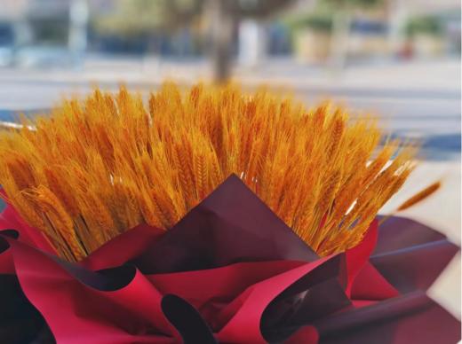 开业大麦一对 商品图2