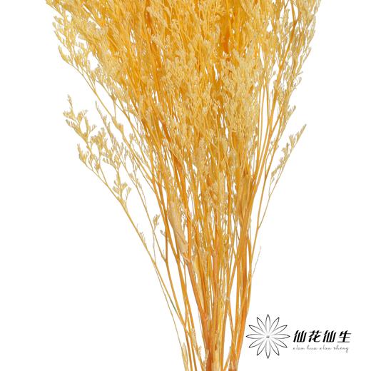 永生花材 | 情人草漂黄 商品图3