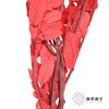 永生花材 | 黄金叶红色 商品缩略图2