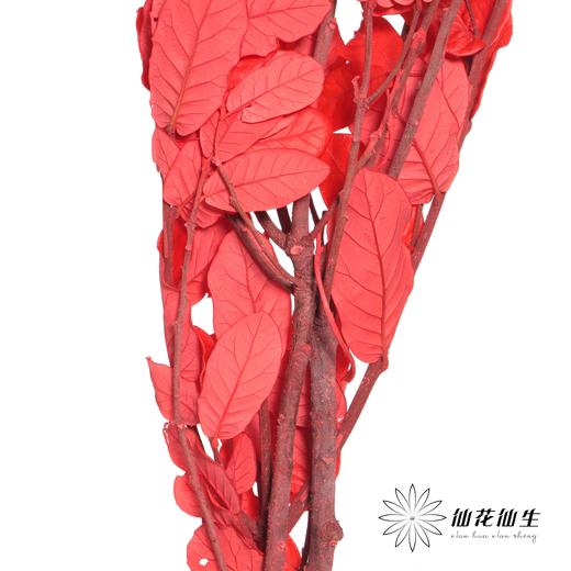永生花材 | 黄金叶红色 商品图2