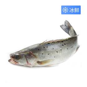 冰鲜鲈子鱼（800±50g）多退少补