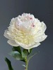 冰岛雪糕芍药花5支 商品缩略图2
