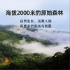 贝叶集500年古树红茶野生茶树云南凤庆特级浓香型滇红茶叶礼盒装 商品缩略图1