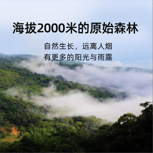 贝叶集500年古树红茶野生茶树云南凤庆特级浓香型滇红茶叶礼盒装 商品图1