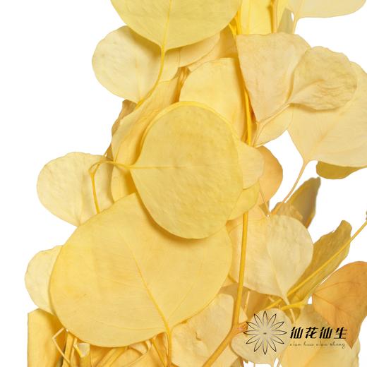 永生花材 | 苹果叶黄色 商品图0
