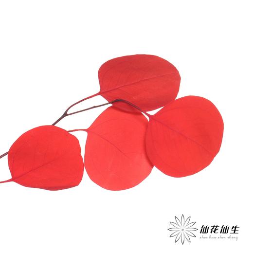 永生花材 | 苹果叶红色 商品图4