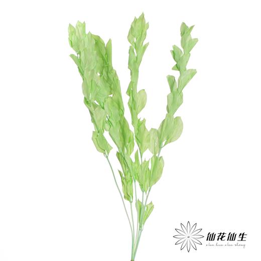 永生花材 | 桔叶绿色 商品图1