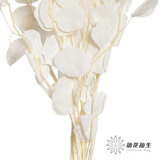 永生花材 | 苹果叶白 商品图3