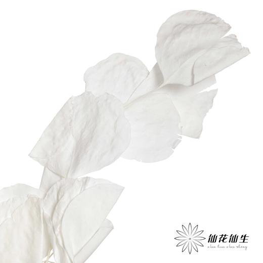 永生花材 | 苹果叶白 商品图4