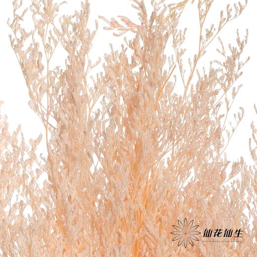 永生花材 | 情人草浅粉 商品图2