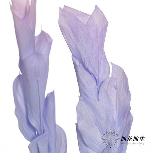 永生花材 | 桔叶蓝紫 商品图3