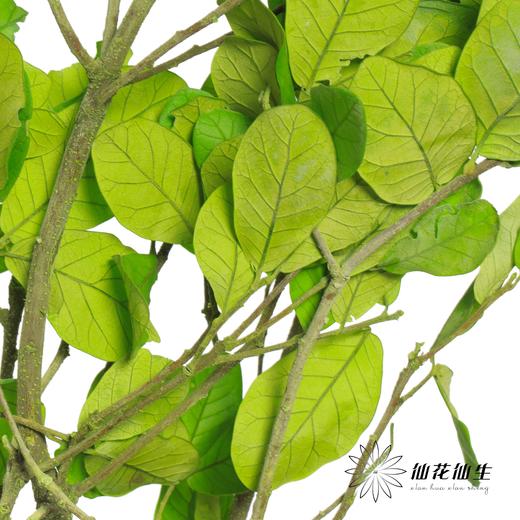 永生花材 | 黄金叶绿色 商品图2