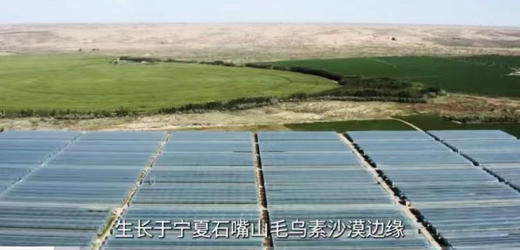 柿后番茄🍅，自有基地种植，自研配方发酵氨基酸菌肥浇灌，活体蚯蚓技术种植，口感品质非常稳定。
高糖，外皮脆实饱满，内里高甜流汁，不仅有浓郁的番茄味，还有令人难忘的丰富层次感，美味无负担！3斤/箱 商品图2