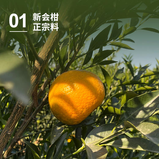 柑天下新会柑皮茯茶正宗新会柑金花黑茶茯茶独立包装 商品图2