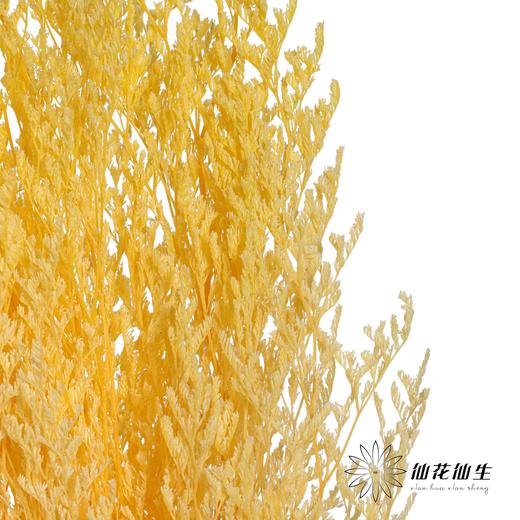 永生花材 | 情人草漂黄 商品图0