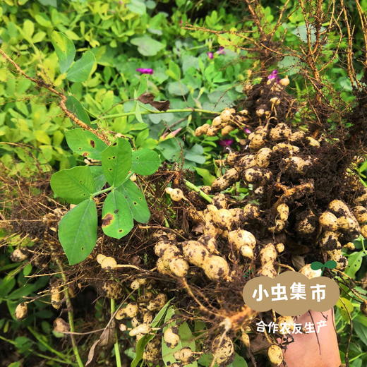 生态花生酥 260g/盒 |  合作农友生产，产自河北唐山，生产者：张振 *【公平贸易农人定价】 商品图9