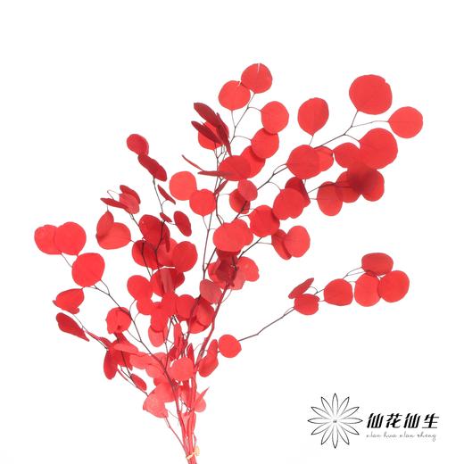 永生花材 | 苹果叶红色 商品图1