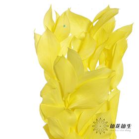 永生花材 | 桔叶黄色