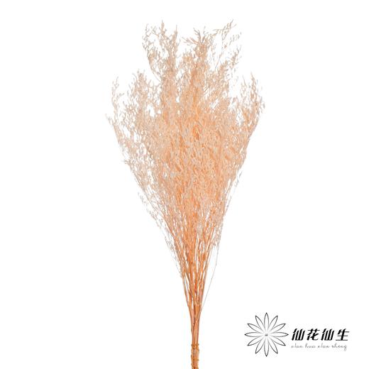 永生花材 | 情人草浅粉 商品图1