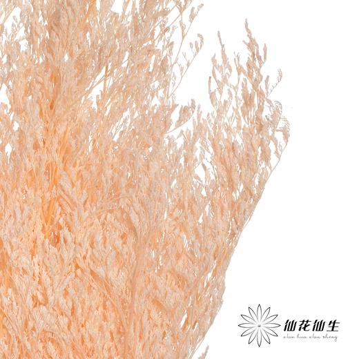 永生花材 | 情人草浅粉 商品图0