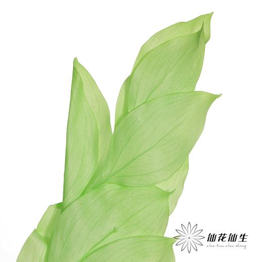 永生花材 | 桔叶绿色 商品图4