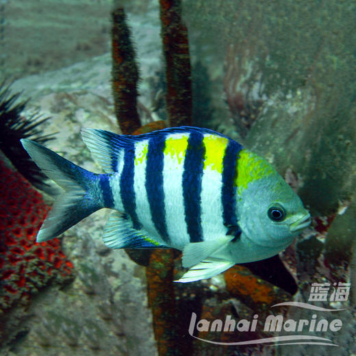 军士魔 商品图4