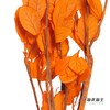 永生花材 | 苹果叶橙色 商品缩略图2