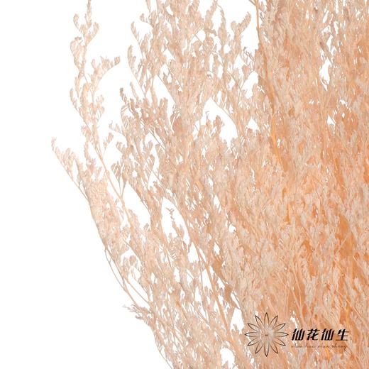 永生花材 | 情人草浅粉 商品图4