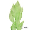 永生花材 | 桔叶绿色 商品缩略图2