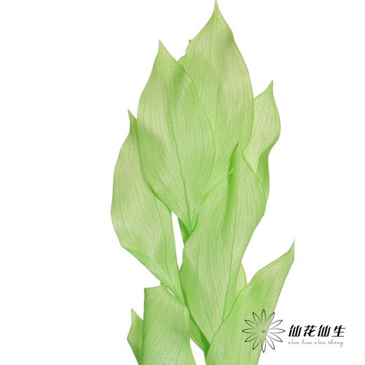 永生花材 | 桔叶绿色 商品图2
