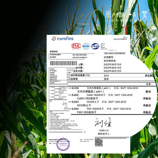 自然/粮食酵母（成都仓库-顺丰快递）| 10g/袋，来自山东济宁，生产者：吕志政【合作生产，公平贸易】 商品图9