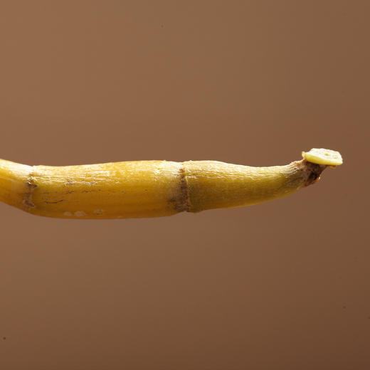 极盏-霍山”龙头凤尾“米斛 30g    出霍山，无米斛  百斛之首，百草之尊 商品图3