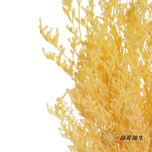 永生花材 | 情人草漂黄 商品图2