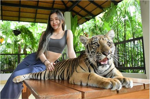 泰国普吉岛老虎公园门票代订【老虎园 Tiger Park|体验近距离接触​老虎拍照】 商品图4