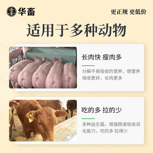 华畜催肥增重王激发食欲快速增重 商品图2