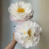 大福哥芍药花5支 商品缩略图3