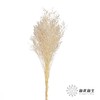 永生花材 | 情人草白 商品缩略图1