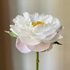 大福哥芍药花5支 商品缩略图2