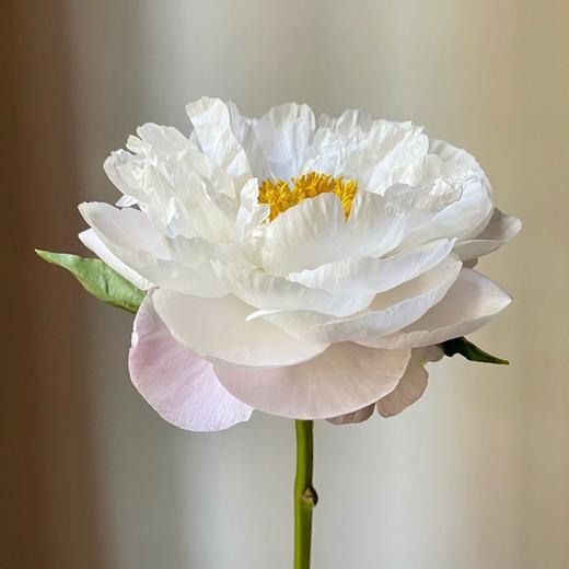 大福哥芍药花5支 商品图2