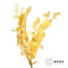 永生花材 | 苹果叶黄色 商品缩略图1