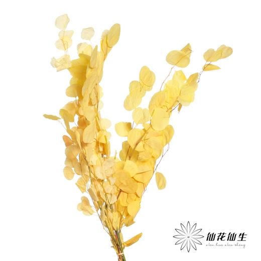 永生花材 | 苹果叶黄色 商品图1