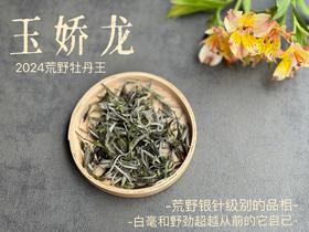 【2024春茶来了】2024荒野牡丹王如浆似汤，比往年更野、白毫更多、香气更馥郁，天生的有机茶！