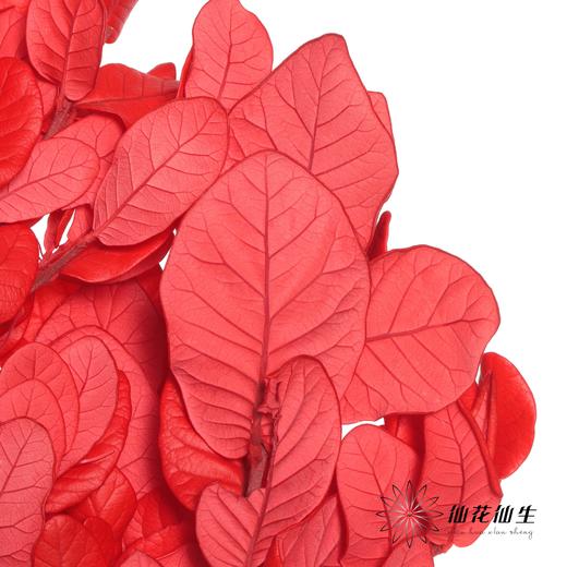 永生花材 | 黄金叶红色 商品图0