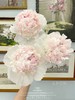 冰岛雪糕芍药花5支 商品缩略图0