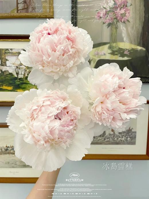 冰岛雪糕芍药花5支 商品图0