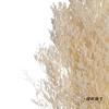 永生花材 | 情人草白 商品缩略图2
