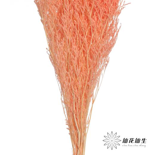 永生花材 | 情人草亮粉 商品图2